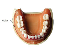 Molar (graham) Molar (graham)