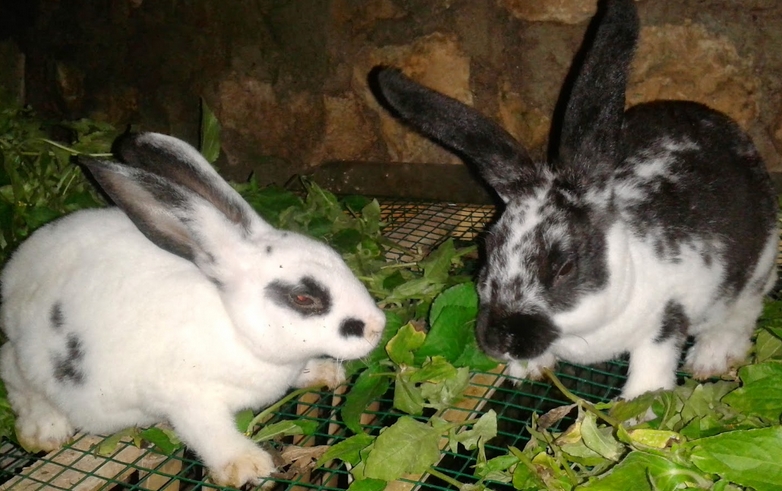 Kelinci Siap Kawin Umur Berapa Bulan Peternakan Dan Perkebunan