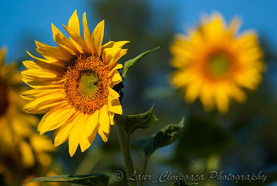 Floarea-Soarelui Sonnenblume Sunflower Tournesol Girasol