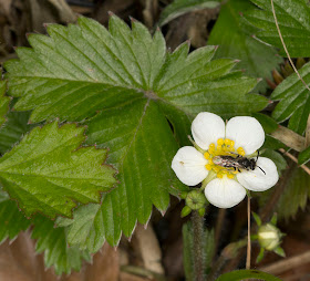 Identified in the field as Wild Strawberry, Fragaria vesca, but it has some of the signs of Barren Strawberry, Potentilla sterilis; but I'll follow Sue Buckingham's ID.  One Tree Hill, 27 April 2012.
