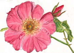 realistic flowers painting flower step pink watercolors craftsy painted class project