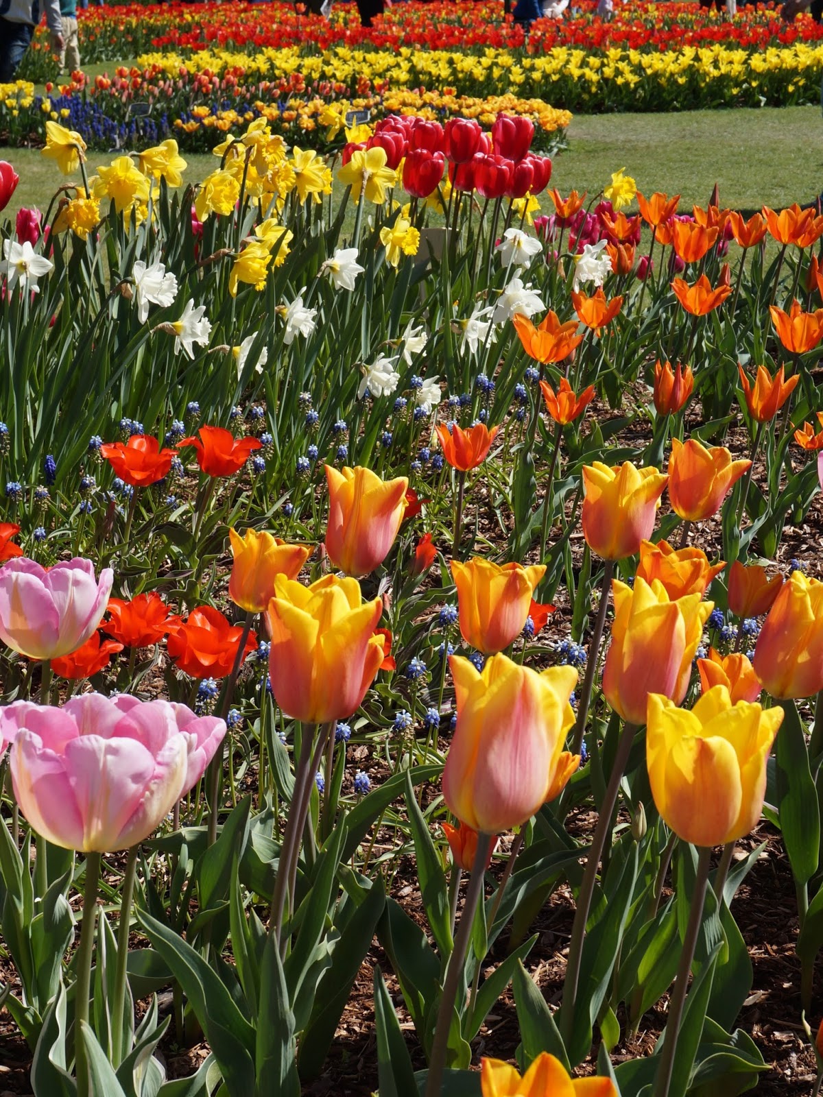 Moments of Delight...Anne Reeves Seattle Skagit Tulip Festival in