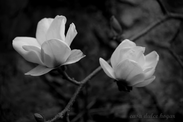casa dulce hogar: Por el jardín y la casa a mediados de invierno