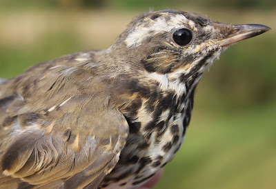 Punakylkirastas, Turdus iliacus, Redwing