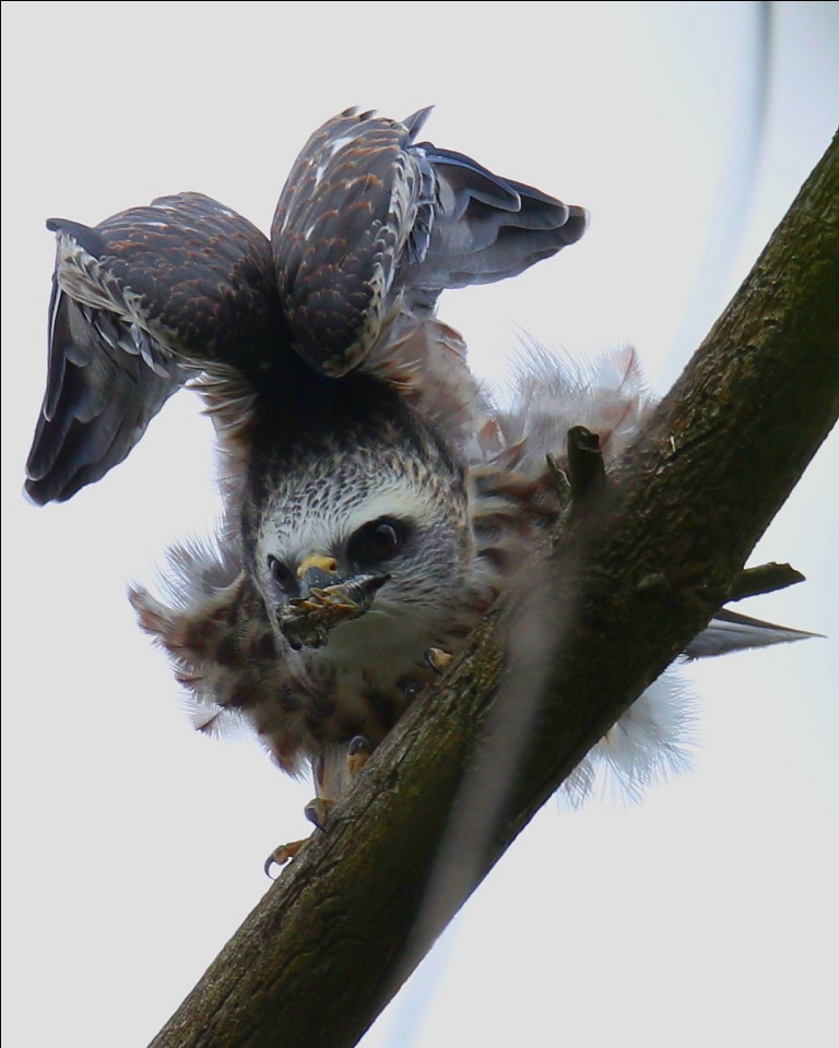 Ohio Birds and Biodiversity Kite Day '11