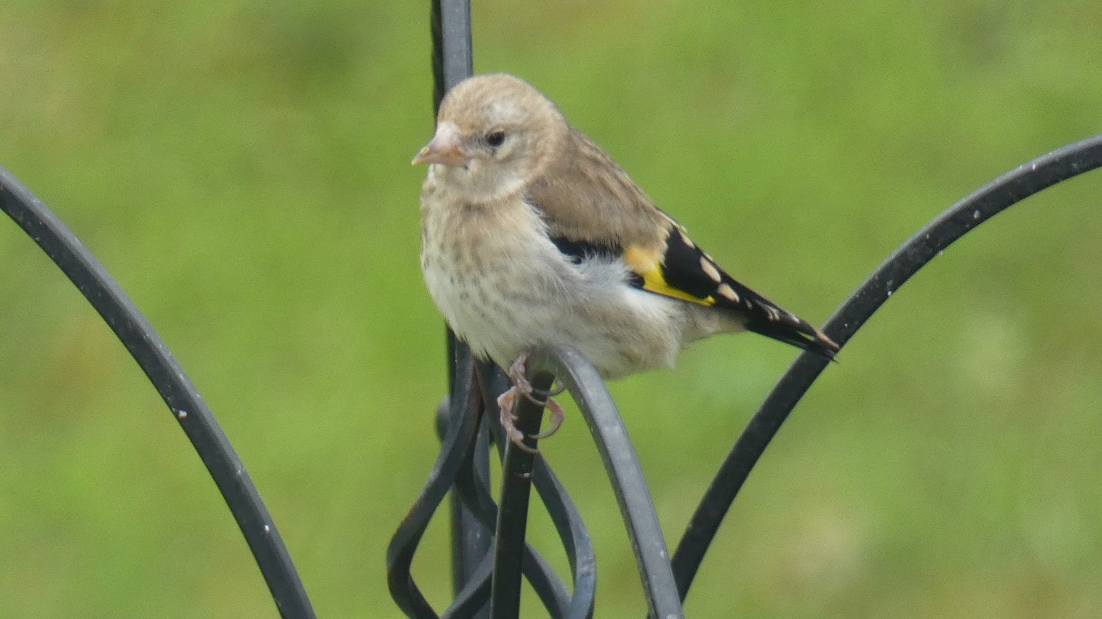 ni bird pics paul mulvenna juvenile goldfinch