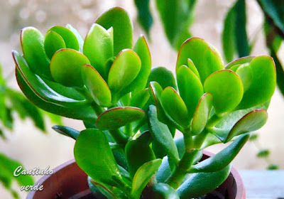 Como cuidar a Planta de jade - Crassula ovata