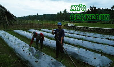 Berkebun dapat Memanjangkan Umur