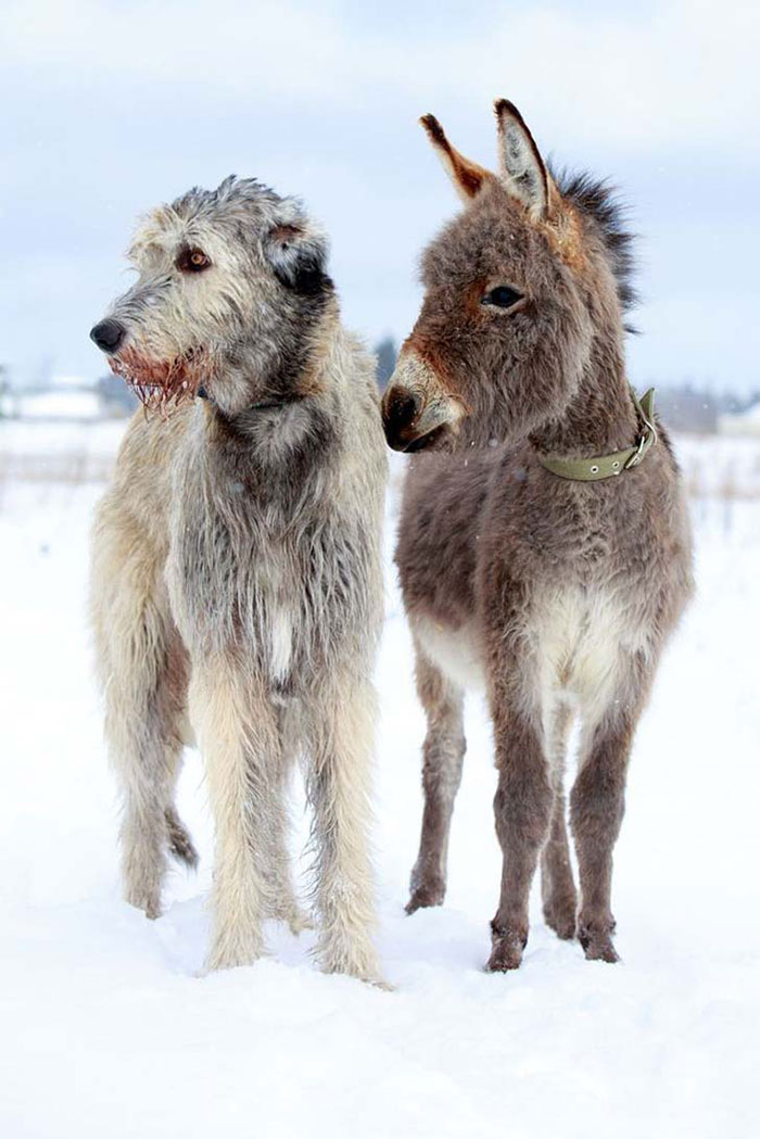 Hilarious Pictures Of 24 Adorable Though Giant Wolfhounds