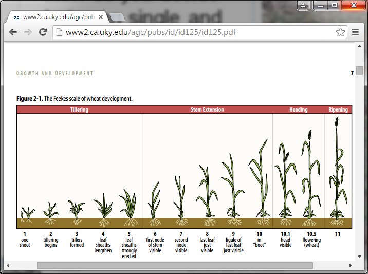 Grain Crops Update Agronomic Considerations to Maximize 2016 Wheat