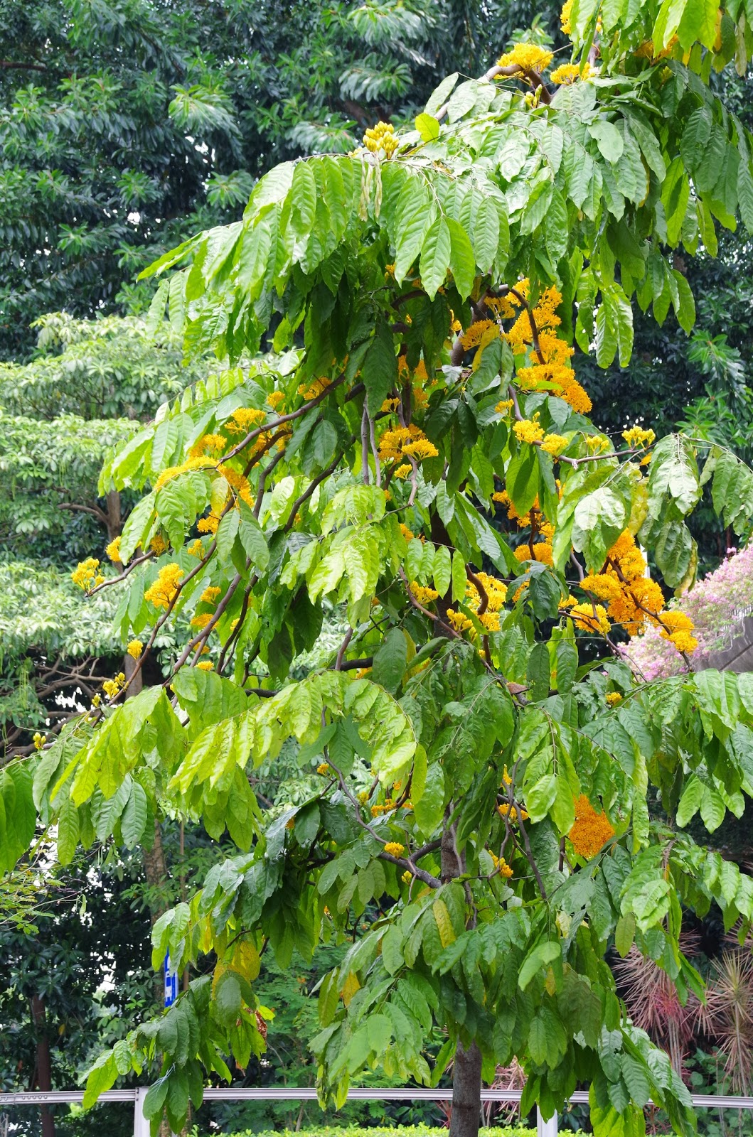 Trees and Plants: Yellow Saraca
