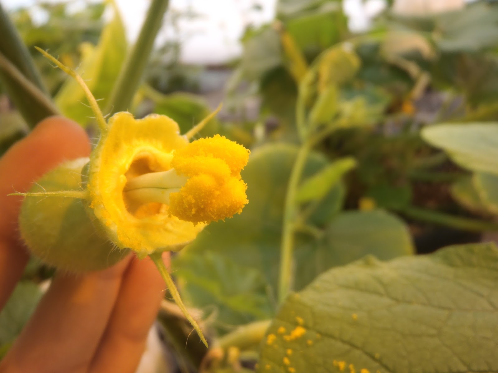 Have You Ever Picked A Carrot?: Fun with Flowers: The art of squash ...