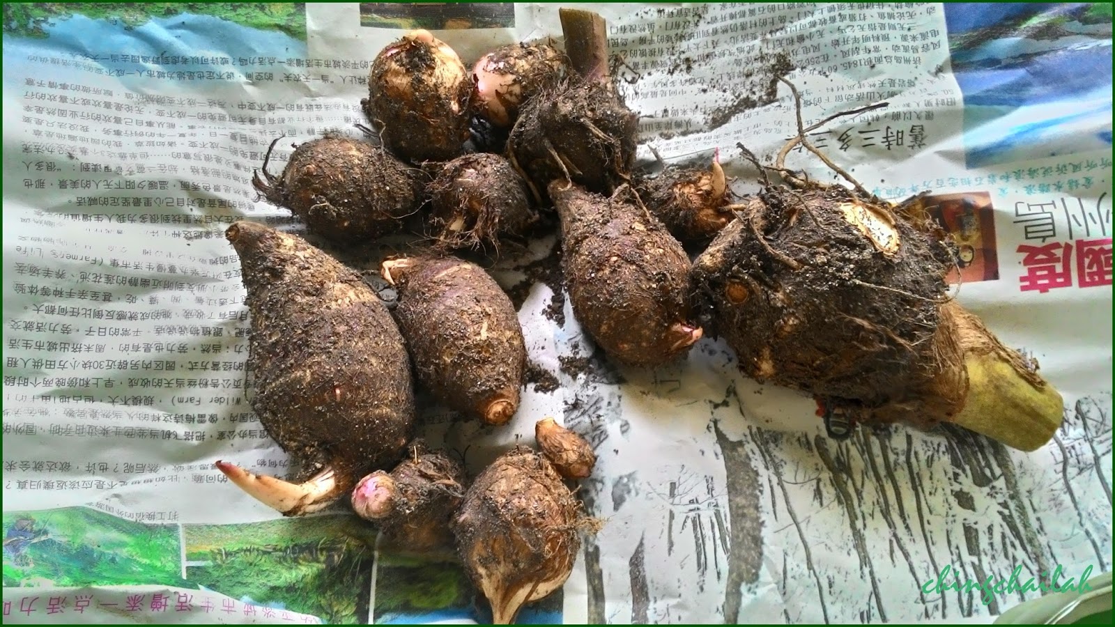 simple living in nancy growing taro plants and its health benefits simple living in nancy growing taro plants and its health benefits