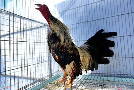 Chum anh: Trai ga vay rong o Sai Gon duoc dan choi san lung - Anh 2