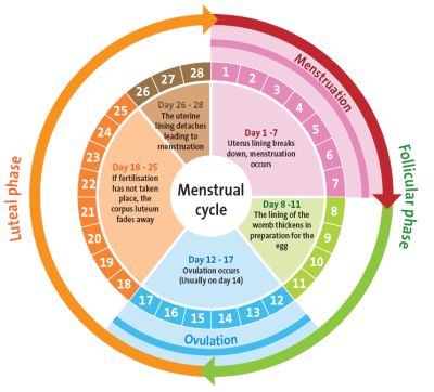 Nilai Normal Hormon Wanita (Rujukan Normal)