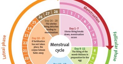 Nilai Normal Hormon Wanita (Rujukan Normal) | Klinik Holistik Elif Medika™