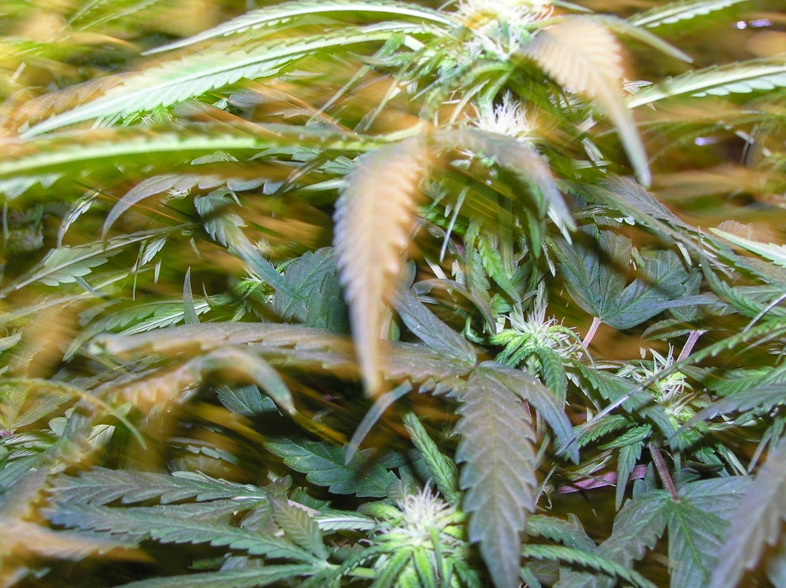 Grow Lights for Stealth and Indoor Growing! Super Powerful Grow Lights