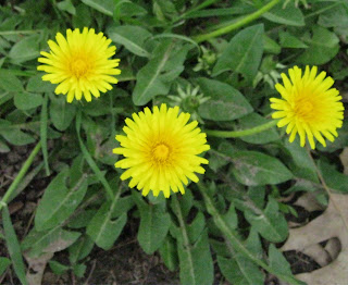  Tanaman jombang adalah tanaman semak rumput yang sering kita jumpai disekitar kita Manfaat dan Khasiat Jombang (Taraxacum Officinale Wiggers)