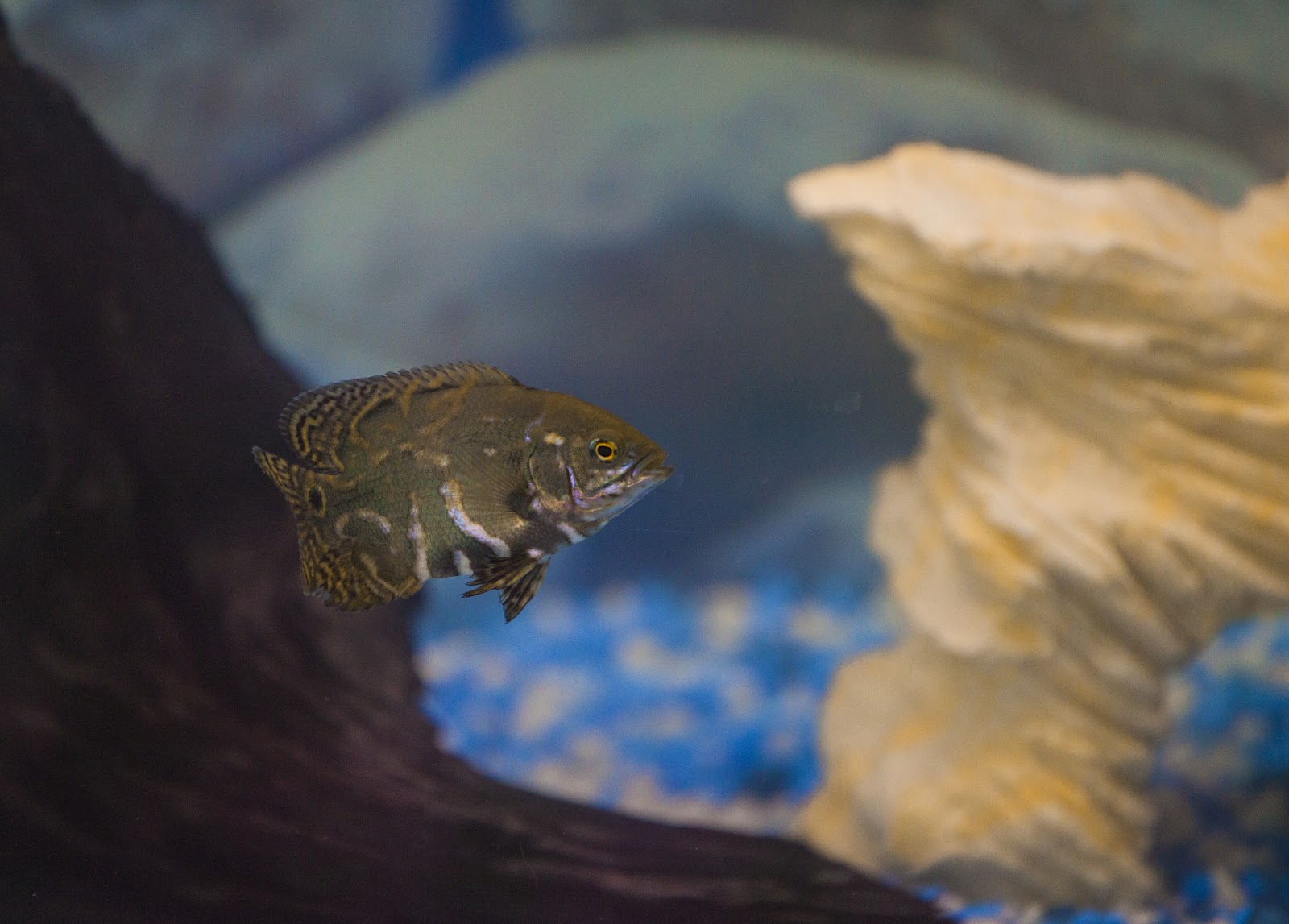 [tanked-outdoor-koi-pond1.jpg]