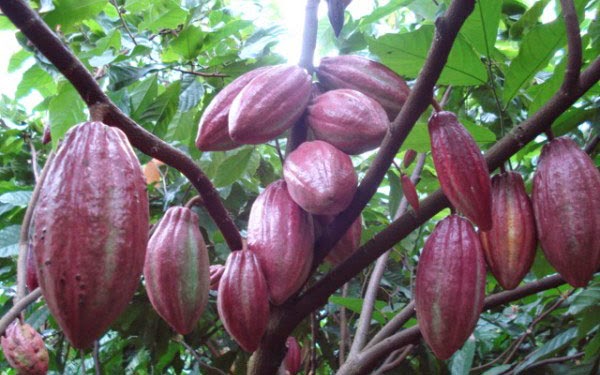 Kết quả hình ảnh cho cacao bến tre