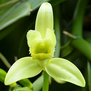Vanilla planifolia - Vanillier - Vanille Vanilla planifolia - Vanillier - Vanille