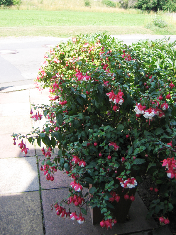 -neuer Gartentraum-: Vorgarten im Sommer