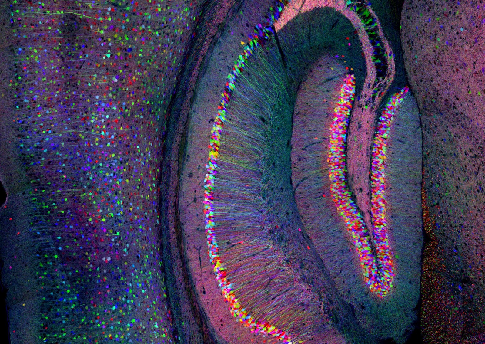 The true lives of the fabulous Neurons and Glia.: ¡Arte Neural! - Brainbow