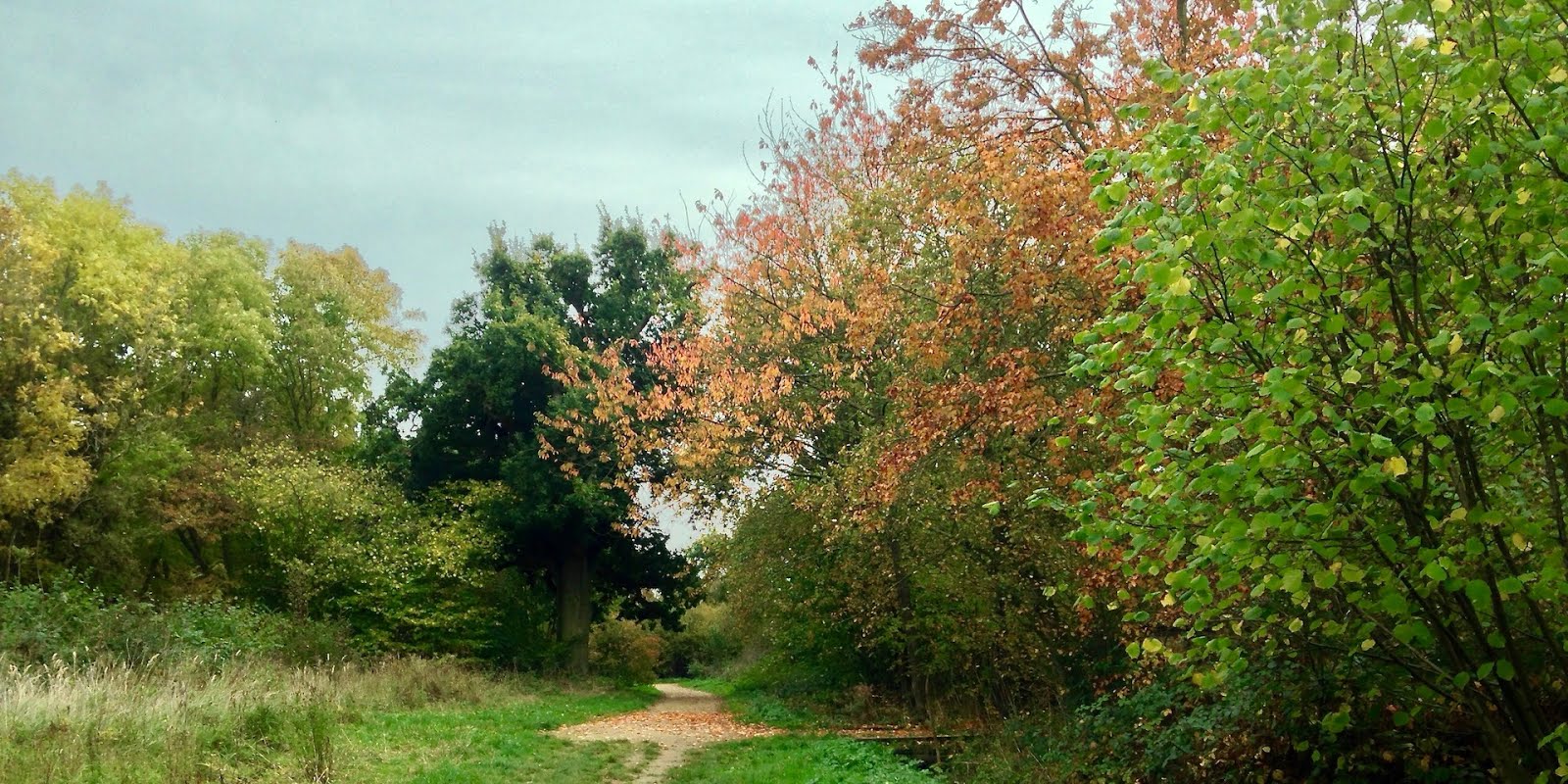 Cambridgeshire walks Brampton Wood