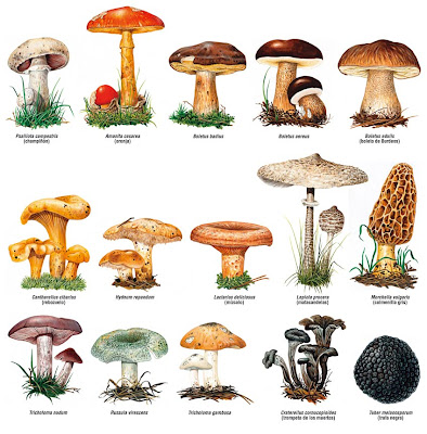 Reino fungi - NATURALEZA