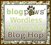 blog paws