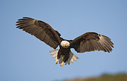 eagle bald facts bird american national animal prey birds unique flying eagles wings fly braking kukak katmai bay park sky