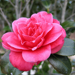 Camelia