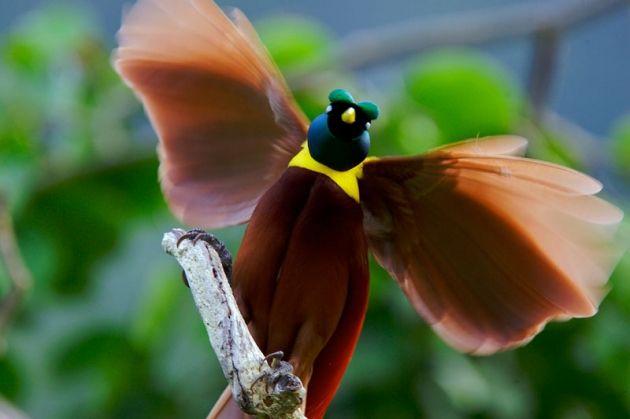 Mengenal Burung Cenderawasih Merah Dari Papua Mengenal Burung Cenderawasih Merah Dari Papua