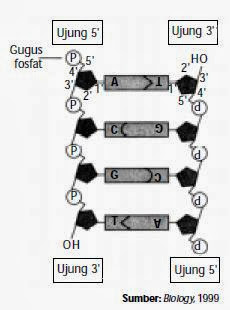 Dua pita DNA bersifat antiparalel. Dua pita DNA bersifat antiparalel.