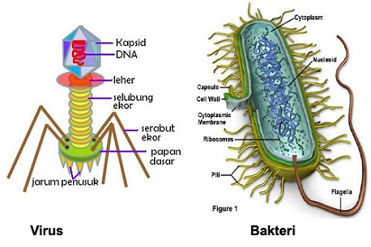 Perbedaan Virus dan Bakteri