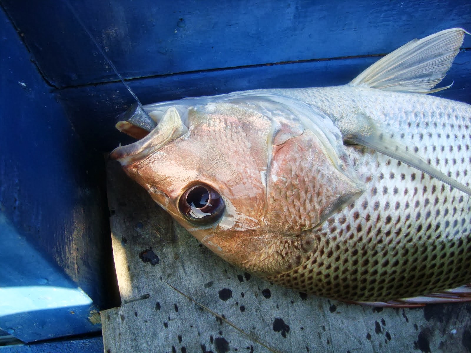 Gambar Lucu Bergerak Ikan | Top Meme