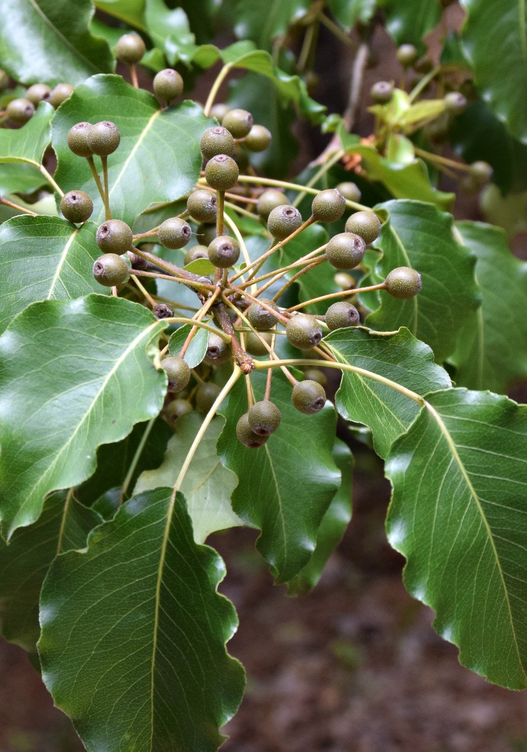 Using Native Plants Revenge of the Seeds