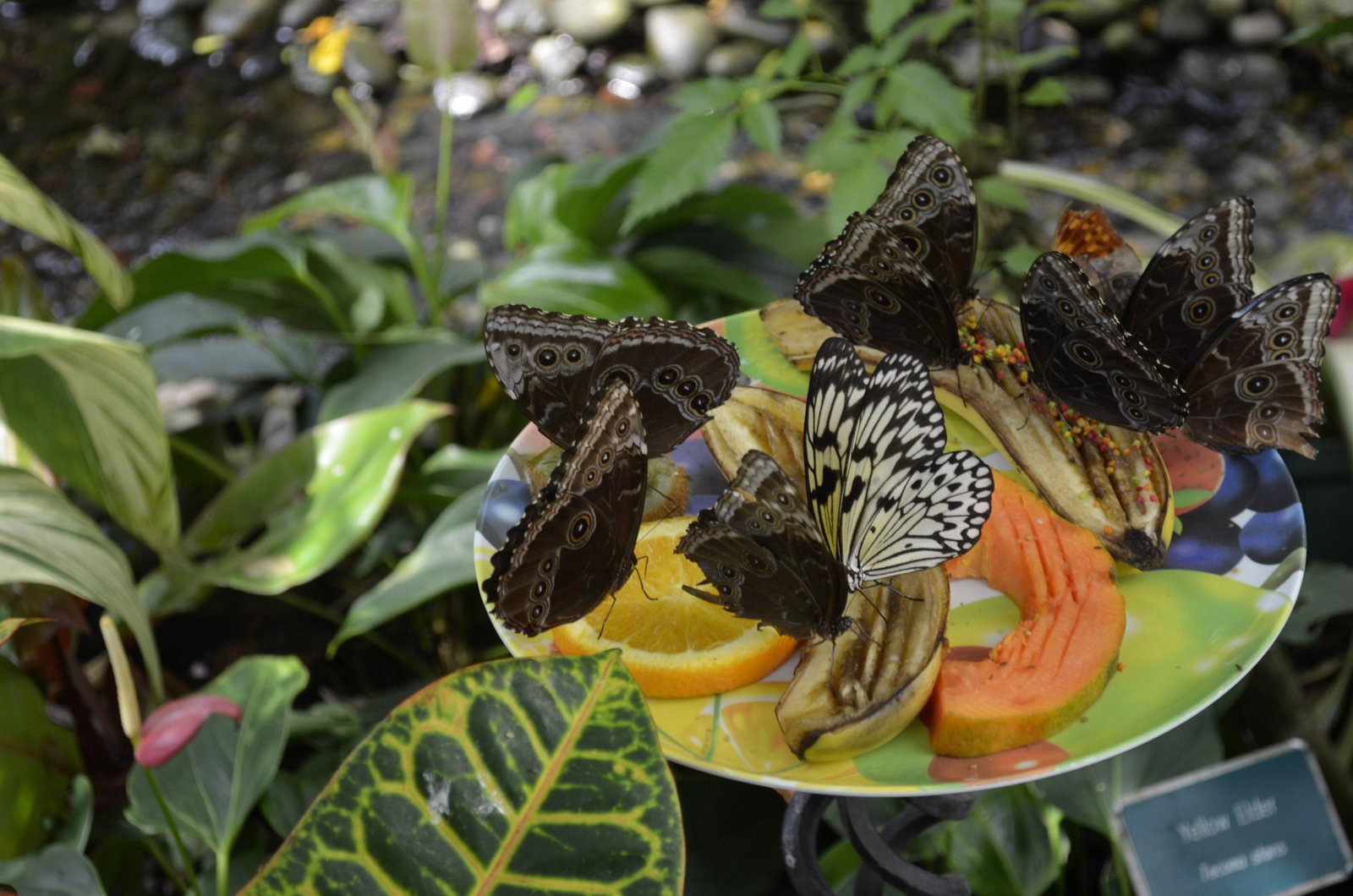 New Adventures Moving... Visiting... going south Part one Butterfly