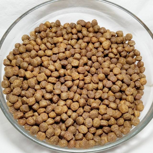 Nutro Dry + Wet Dog Food 30 day challenge from Chewy ChewyInfluencer