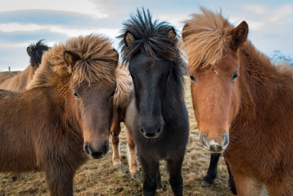  Iceland 24 Iceland Travel and Info Guide Noble and Beautiful