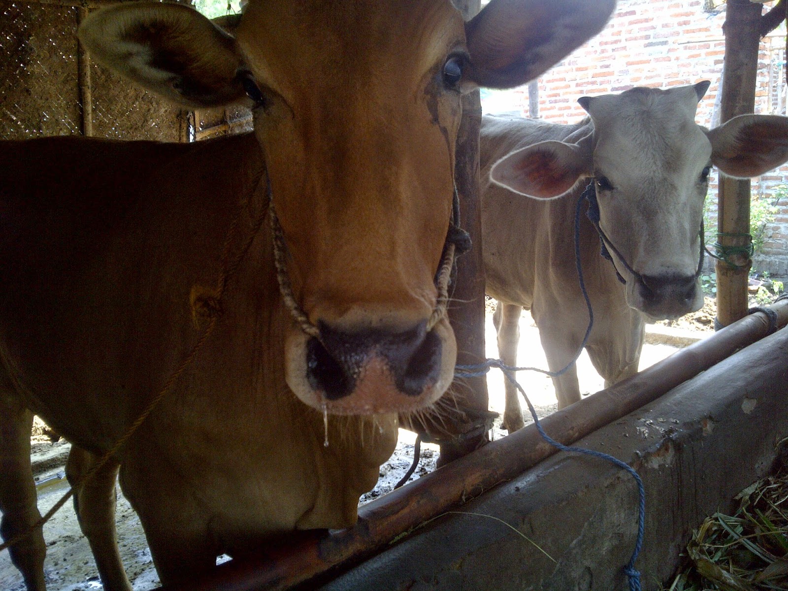 Tepung Ikan Cocok Untuk Ternak Sapi Anda Di Sini ~ Pengolahan Ikan Asin