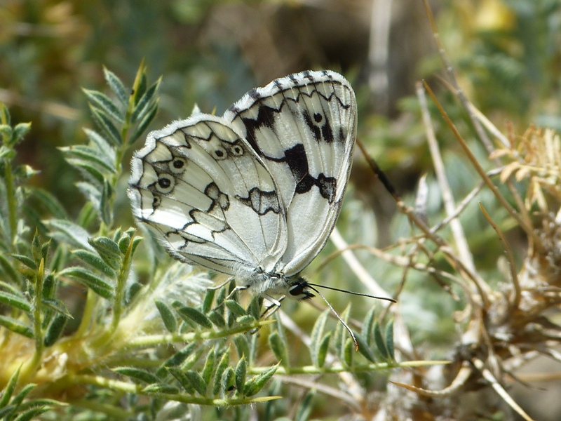 Butterfly Pictures Sierra Nevada Butterflies July 2016 (4)