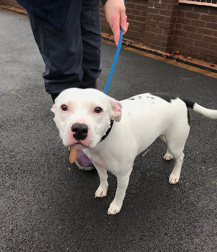 Heartbreaking Footage Shows Dog Trying To Get Back In The Car Without Realizing He Is Being Abandoned Heartbreaking Footage Shows Dog Trying To Get Back In The Car Without Realizing He Is Being Abandoned
