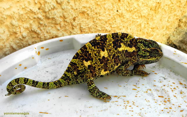 Δρεπανόρα : Ο Χαμαιλέων της Σάμου  