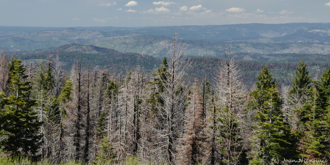 Pacific Northwest Photography Yosemite Crane Flat Lookout