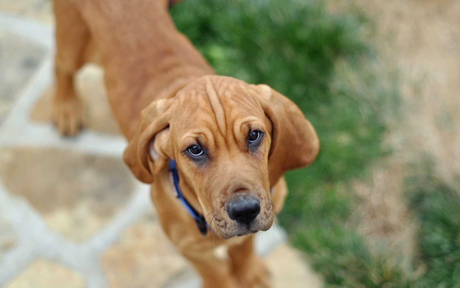 4K Sevimli köpek duvar kağıdı