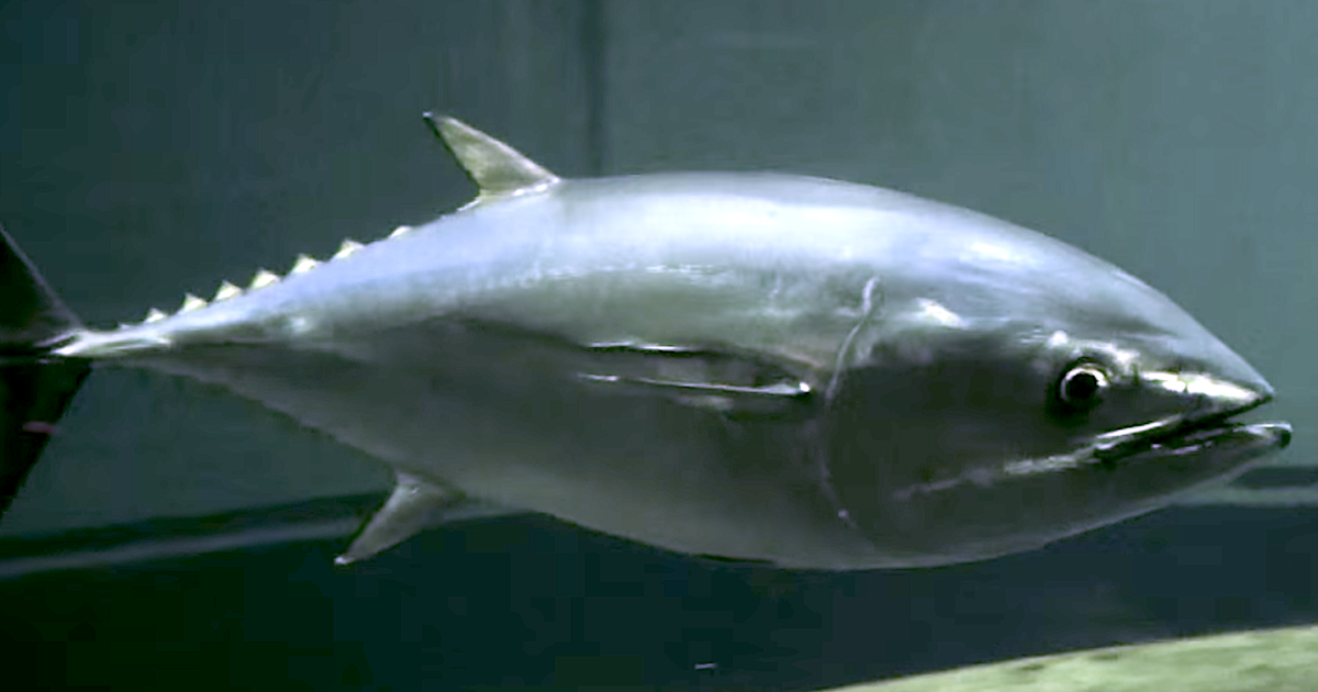Aquarium Movies Japan Archive 生きている魚図鑑 クロマグロ Pacific Bluefin Tuna Thunnus Orientalis