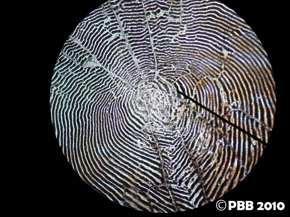 deea deeul: LAPORAN PRAKTIKUM IKHTIOLOGI (PENGENALAN MORFOLOGI DAN MORFOMETRI IKAN NILA