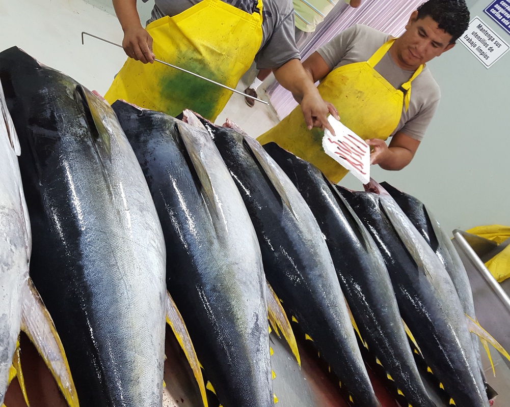 Learn the Method to Create Tuna HGT with High Quality Tuna Skipjack