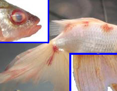 Red Pest, Aquarium Fish Septicemia